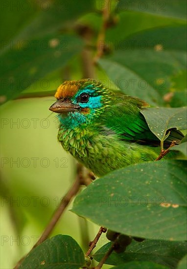 Yellow-fronted Barbet