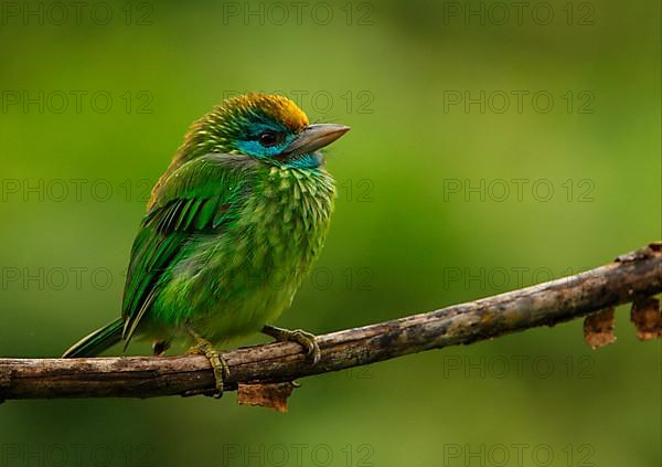 Yellow-fronted Barbet