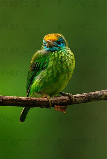 Yellow-fronted Barbet