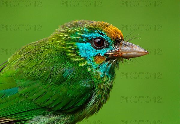 Yellow-fronted Barbet