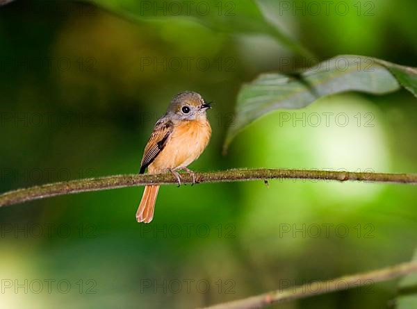 Red-tailed Flycatcher