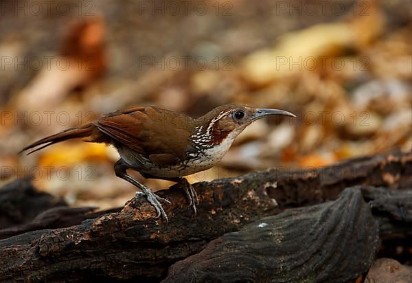 Large Scimitar-babbler