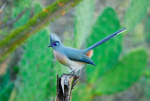 Crested coua