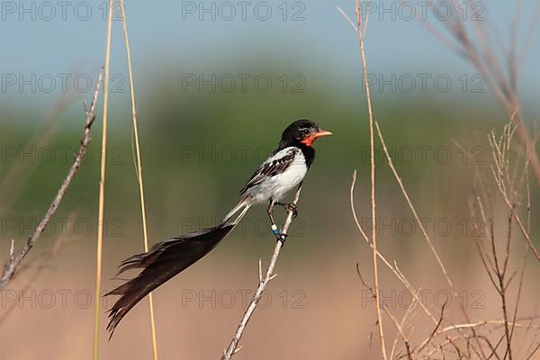 Strange-tailed adult tyrant