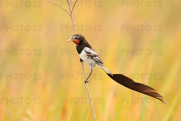 Strange-tailed adult tyrant