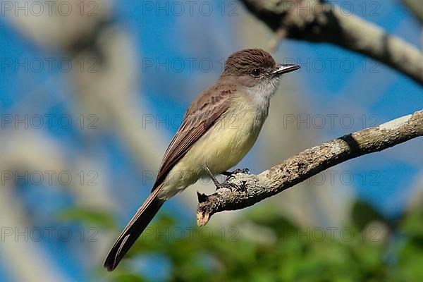 Short-crested Flycatcher