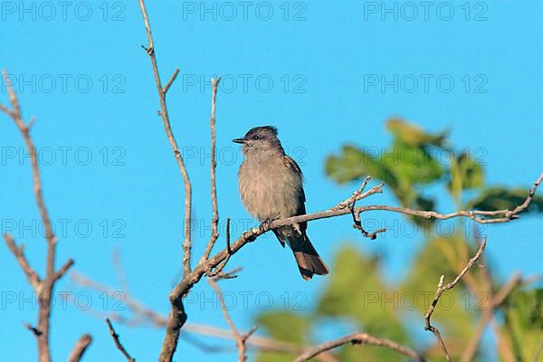 Crowned Slaty Flycatcher