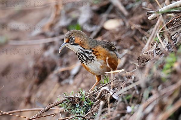 Black-streaked Scimitar-babbler