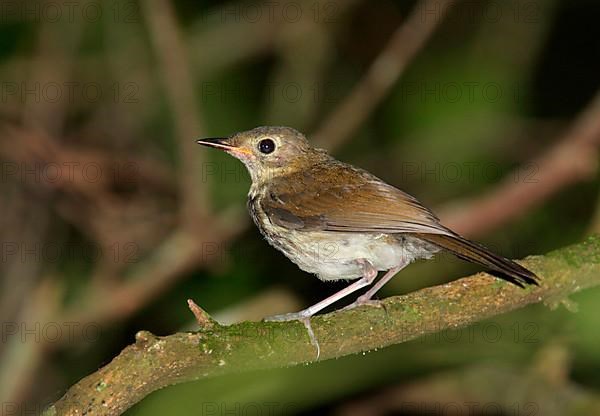 Southern Antpipit