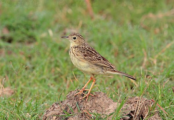 Yellow-spotted Pipit