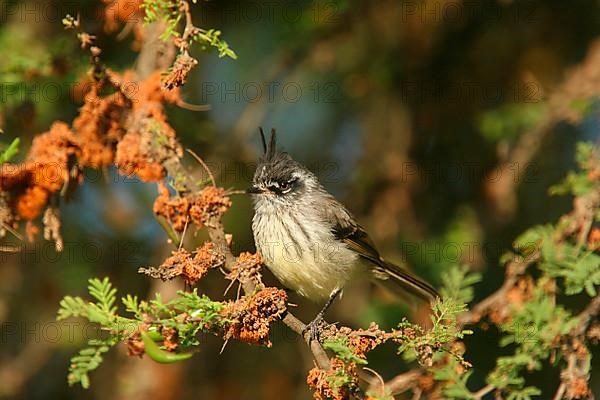 Tufted Titmouse