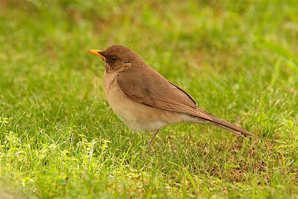 Creamy-bellied Thrush