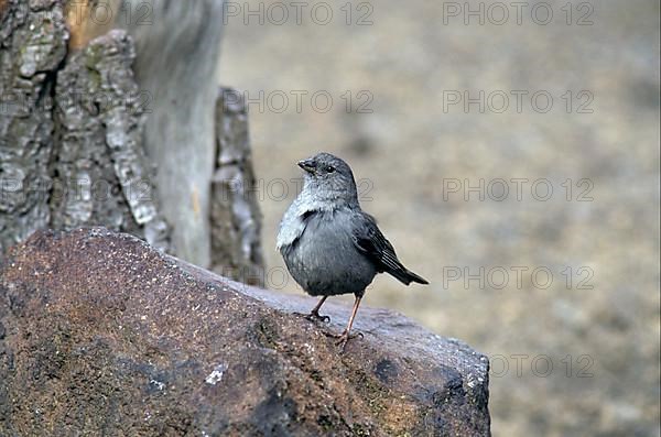 Lead Finch