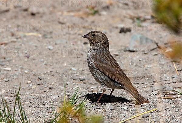 Sticky Sierra Finch