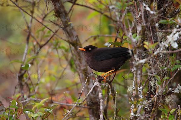 Sooty Thrush