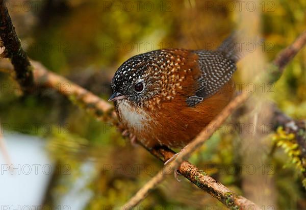 Bar-winged Wren-babbler