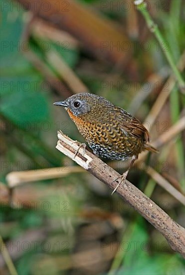 Rufous-throated Wren-babbler