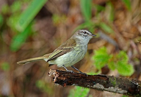 Jamaican Elaenia