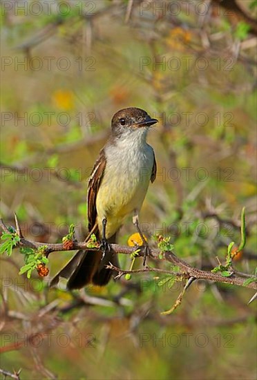 Haitian Crested Flycatcher