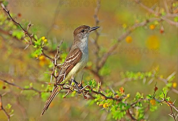 Haitian Crested Flycatcher