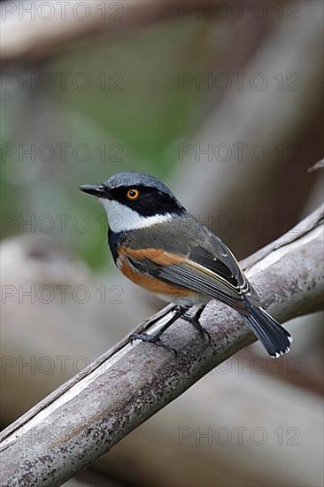 Cape Batis