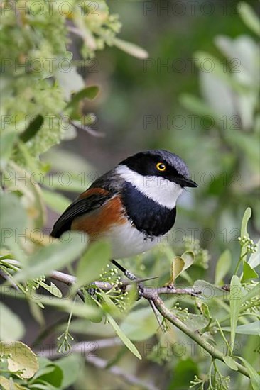 Cape Batis