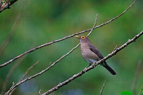 Bare-eyed Thrush