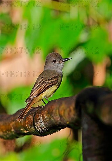 Lesser Antillean Flycatcher