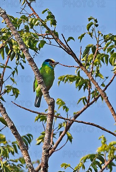 Green Barbet