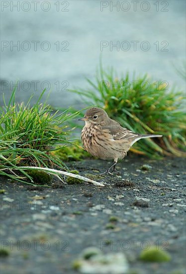 Pacific Pipit