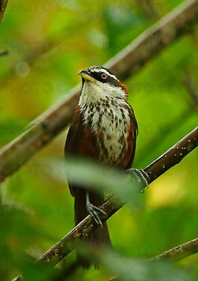 Taiwan Scimitar-babbler