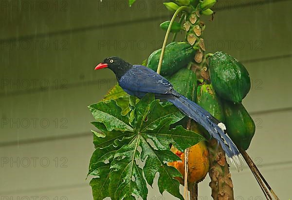 Taiwan taiwan blue magpie