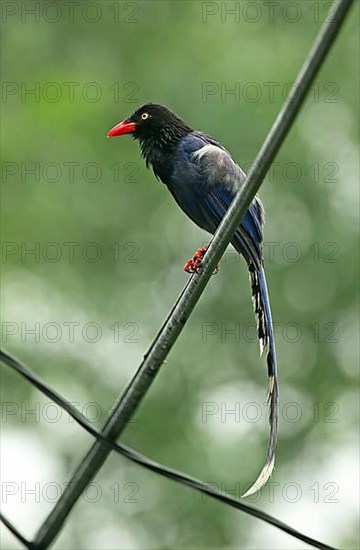 Taiwan taiwan blue magpie