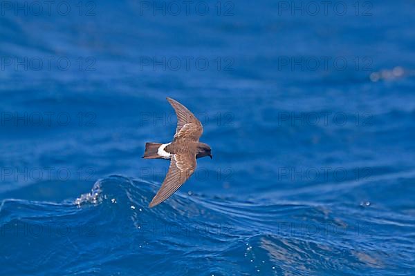 New Zealand Storm-petrel