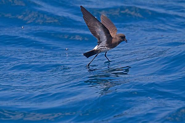 New Zealand Storm-petrel