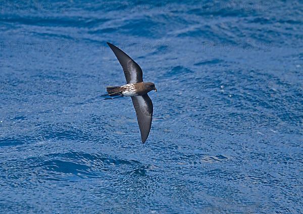 New Zealand Storm-petrel