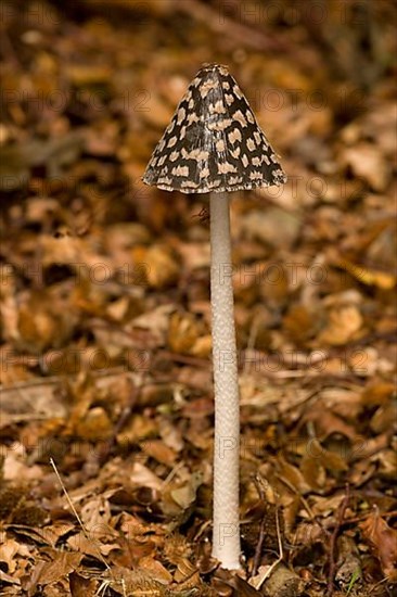 Fruiting body of coprinopsis picacea