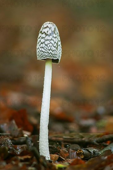 Magpie Fungus