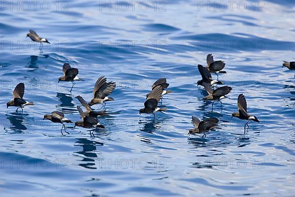 Elliot's Storm Petrel