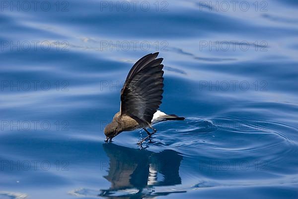 Elliot's Storm-Petrel