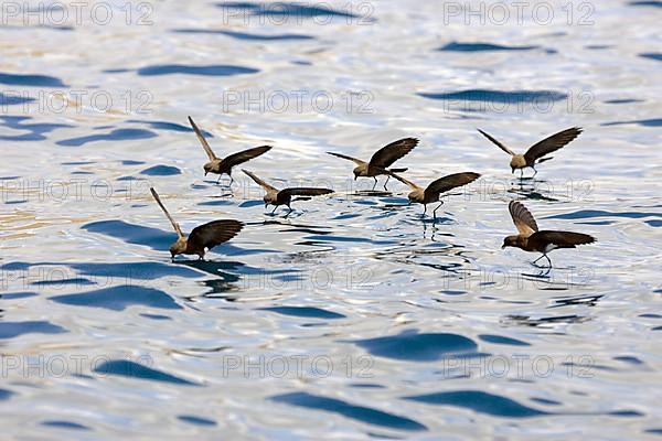 Elliot's Storm-Petrel