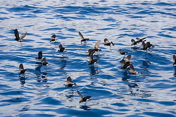 Elliot's Storm-Petrel