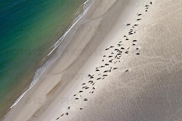 Bird's eye view of harbor seals