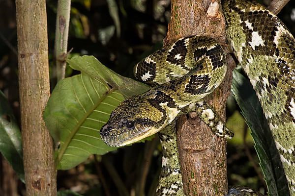 Madagascar tree boa