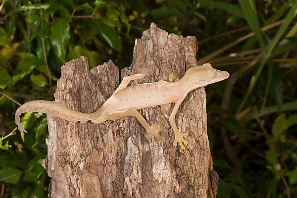 Lined lined leaf-tailed gecko