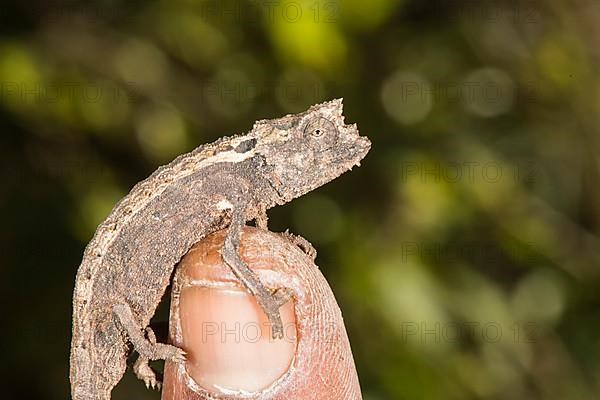 Malagasy dwarf chameleon