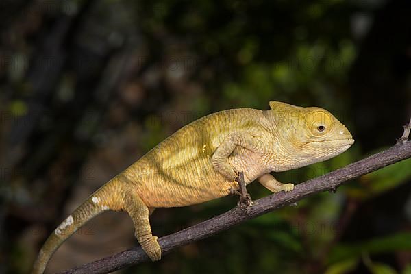 Young parson's chameleon