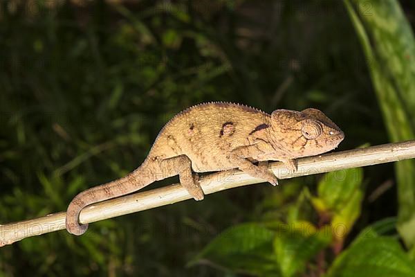 Young Oustalet's or Malagasy malagasy giant chameleon