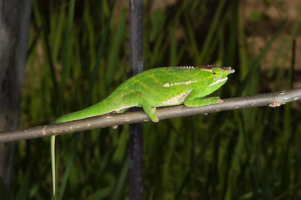 Tree-crowned chameleon