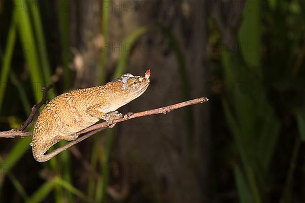 Female long-nosed chameleon